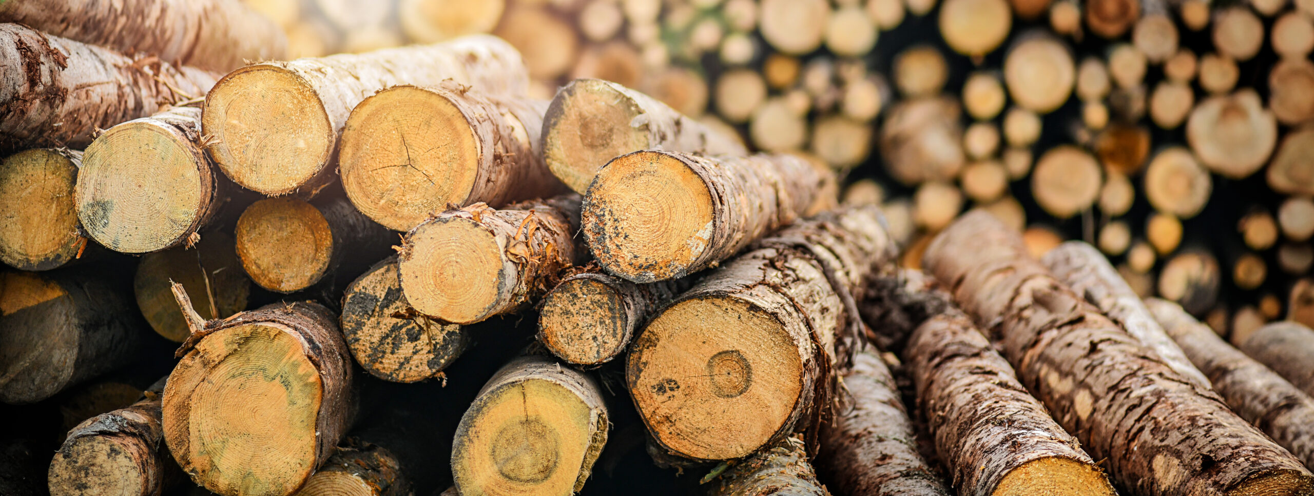 Forest pine and spruce trees. Log trunks pile,  the logging timb