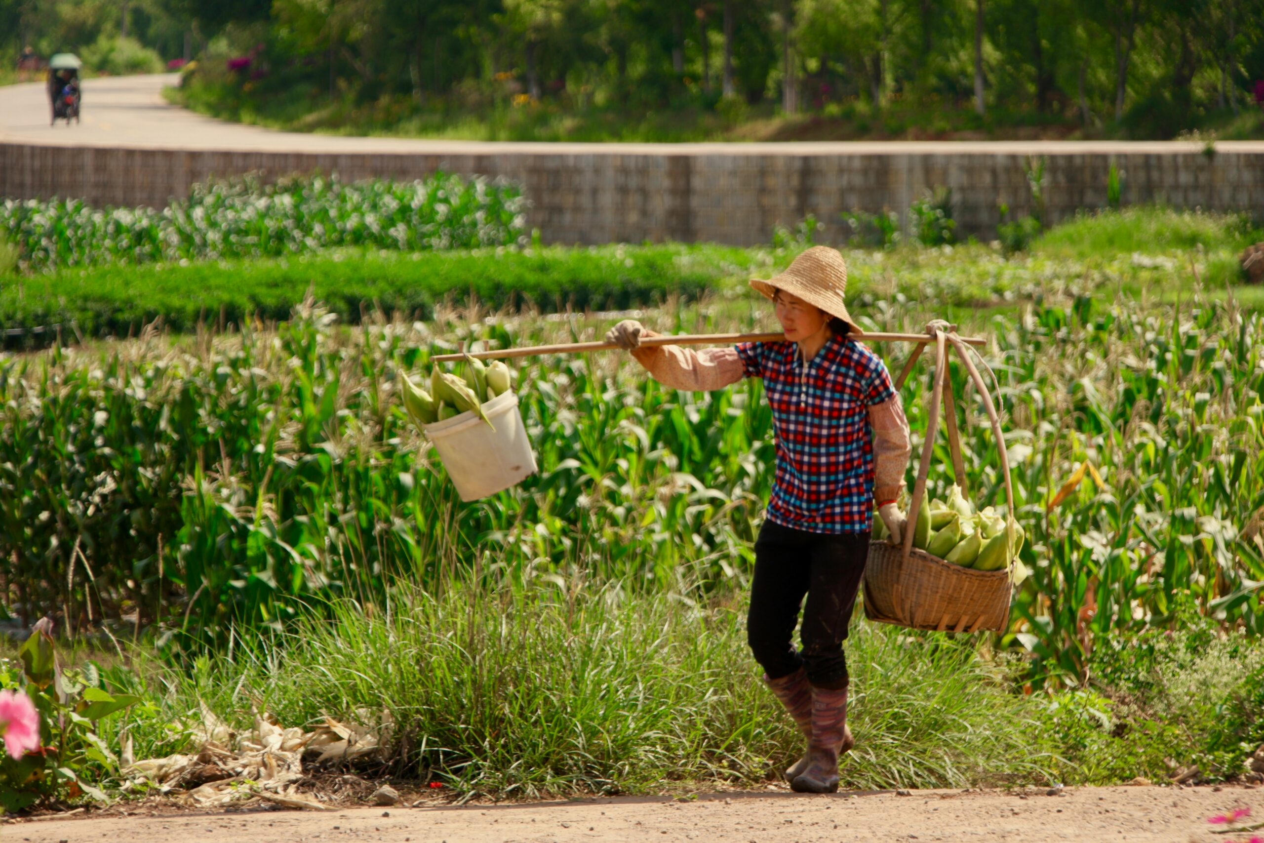 China Organic Standard