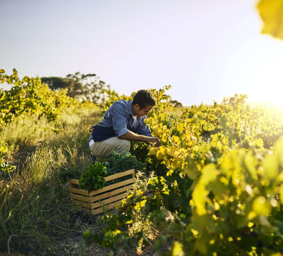 Good harvests don’t just happen by accident