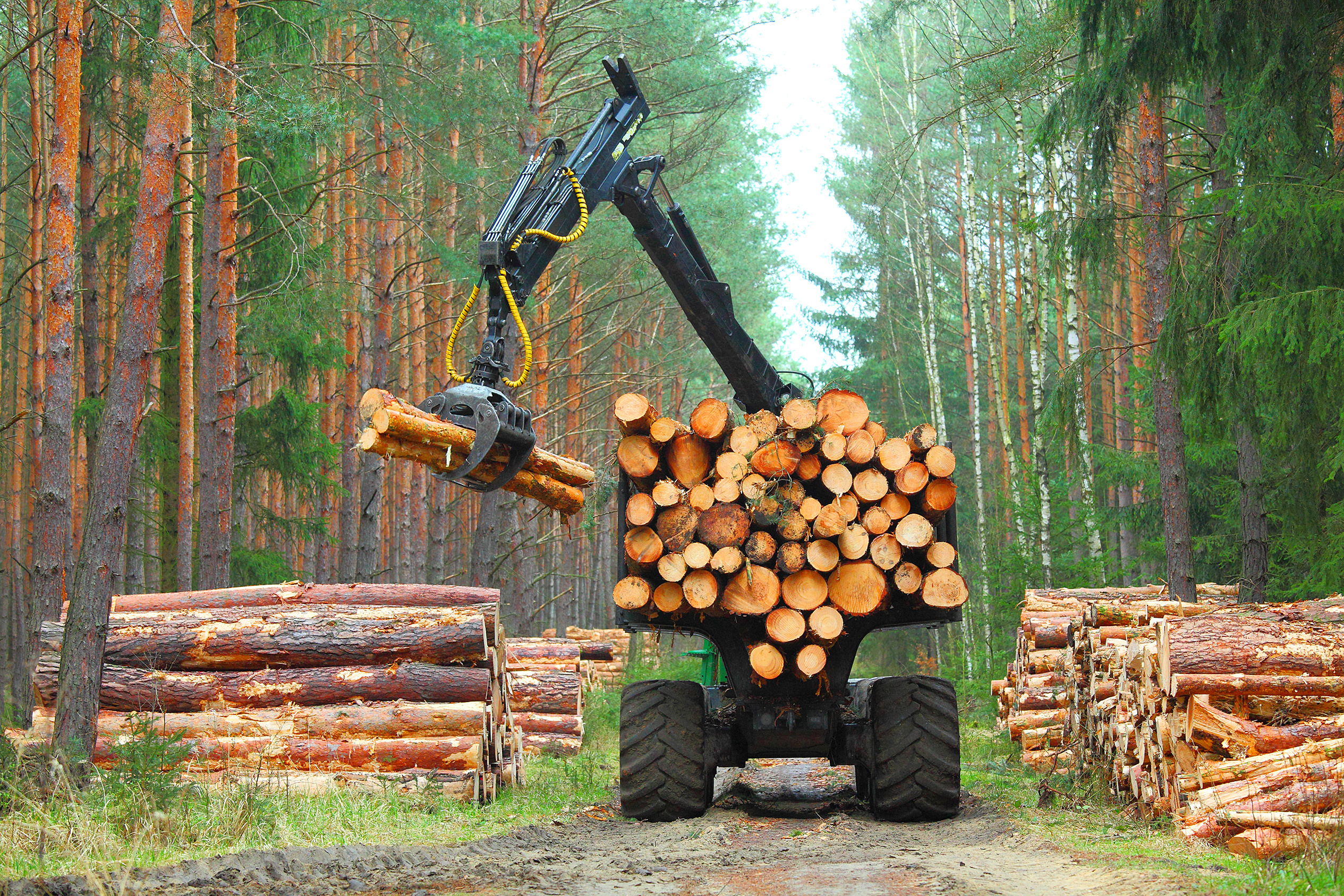 Forestry Timber Certification 5