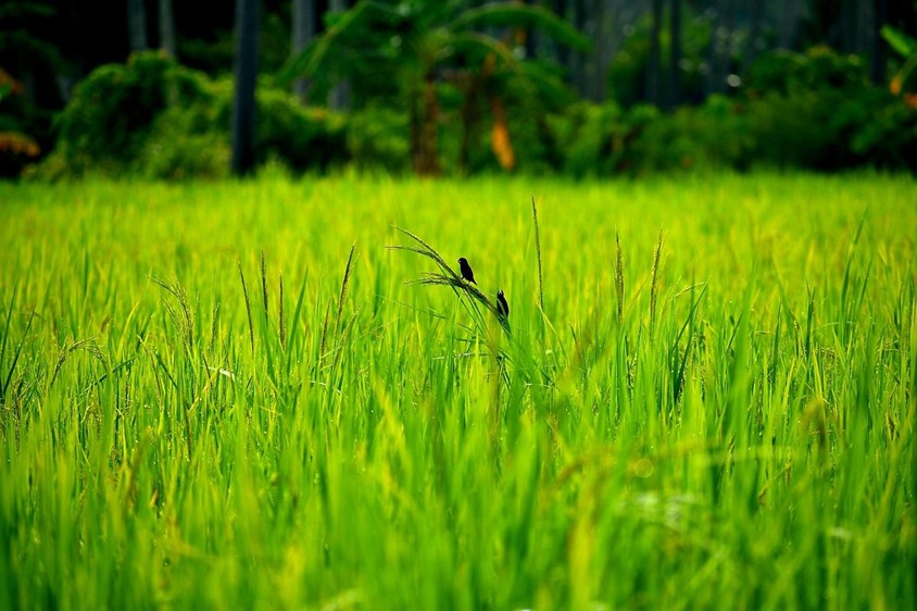 Maya on top of grass