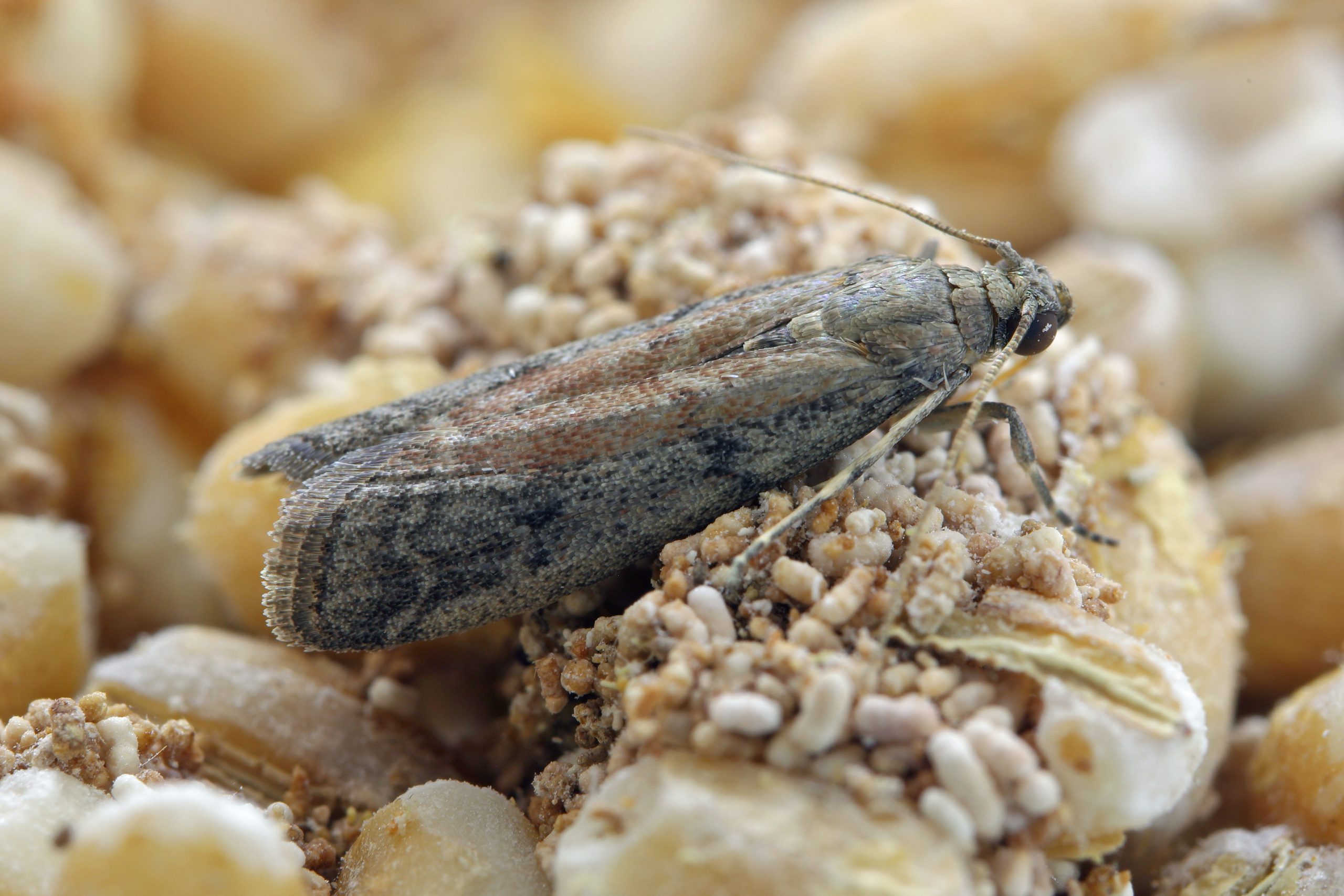 Tobacco Moth