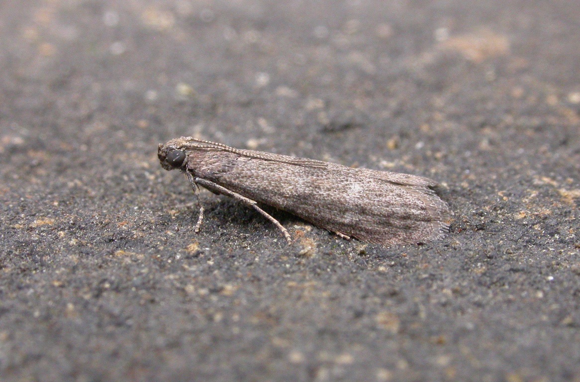 Tropical Warehouse moth