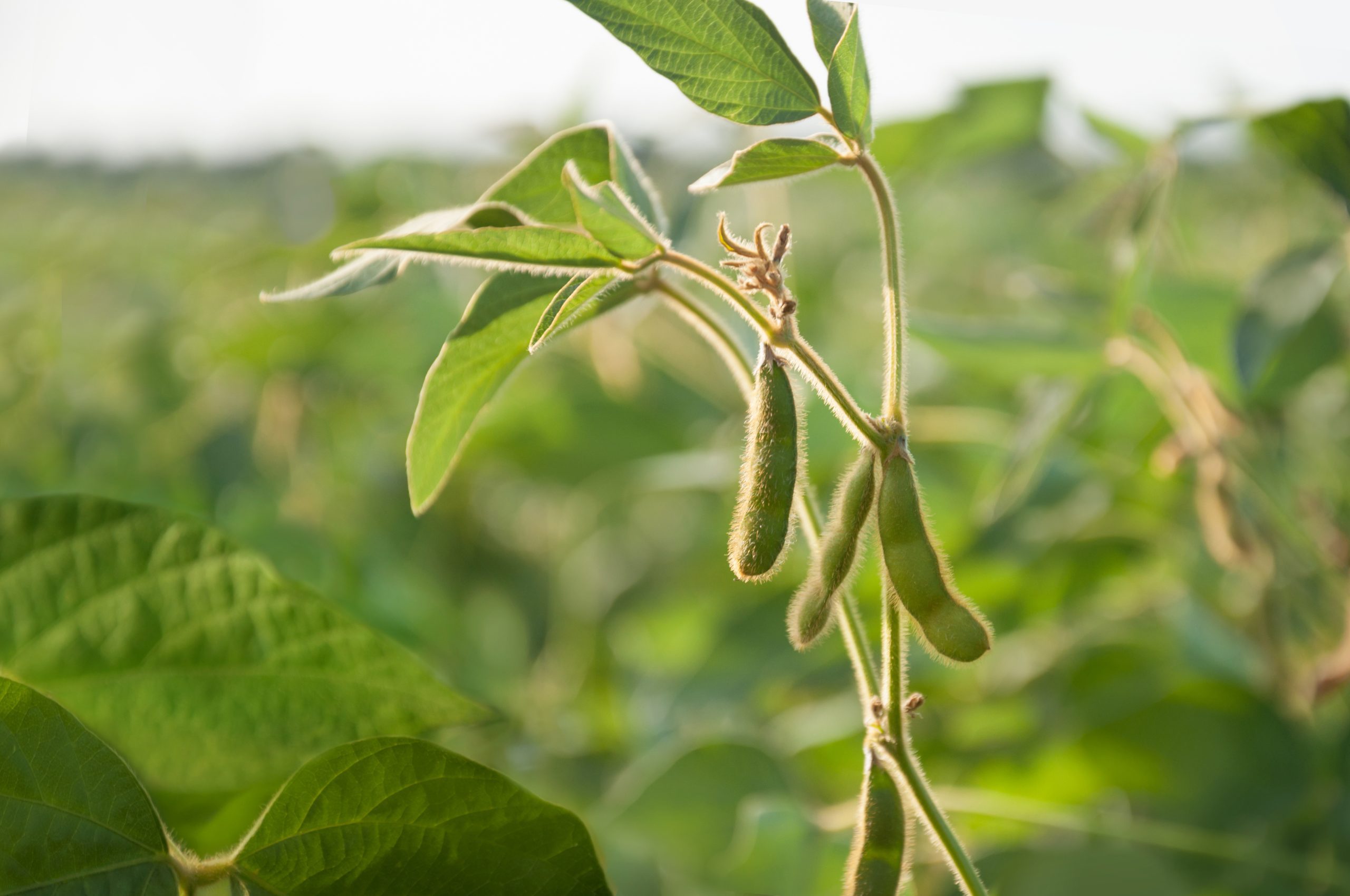 Young soybean pods in a soybean field on a sunny day.