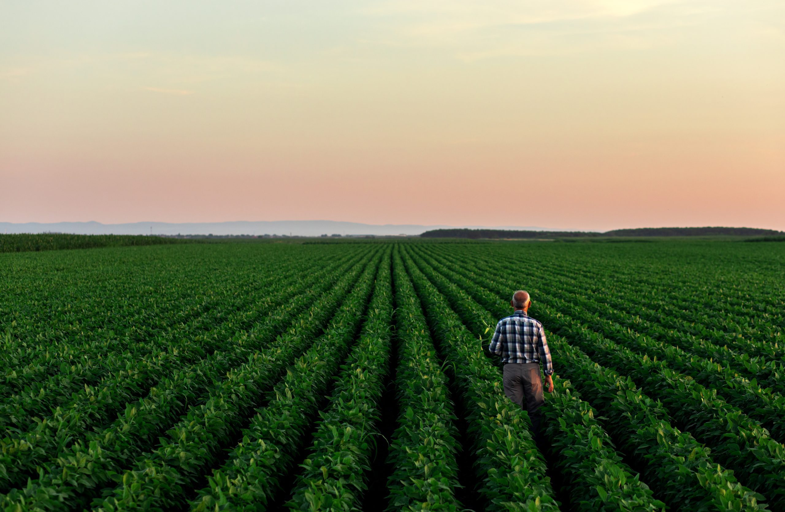 Senior farmer standing in soybean field examining crop at sunset