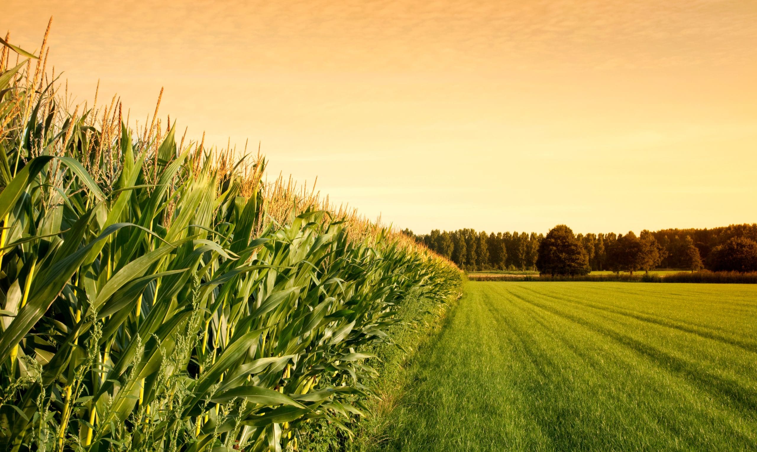 Agriculture Cornfield Brazil Argentina