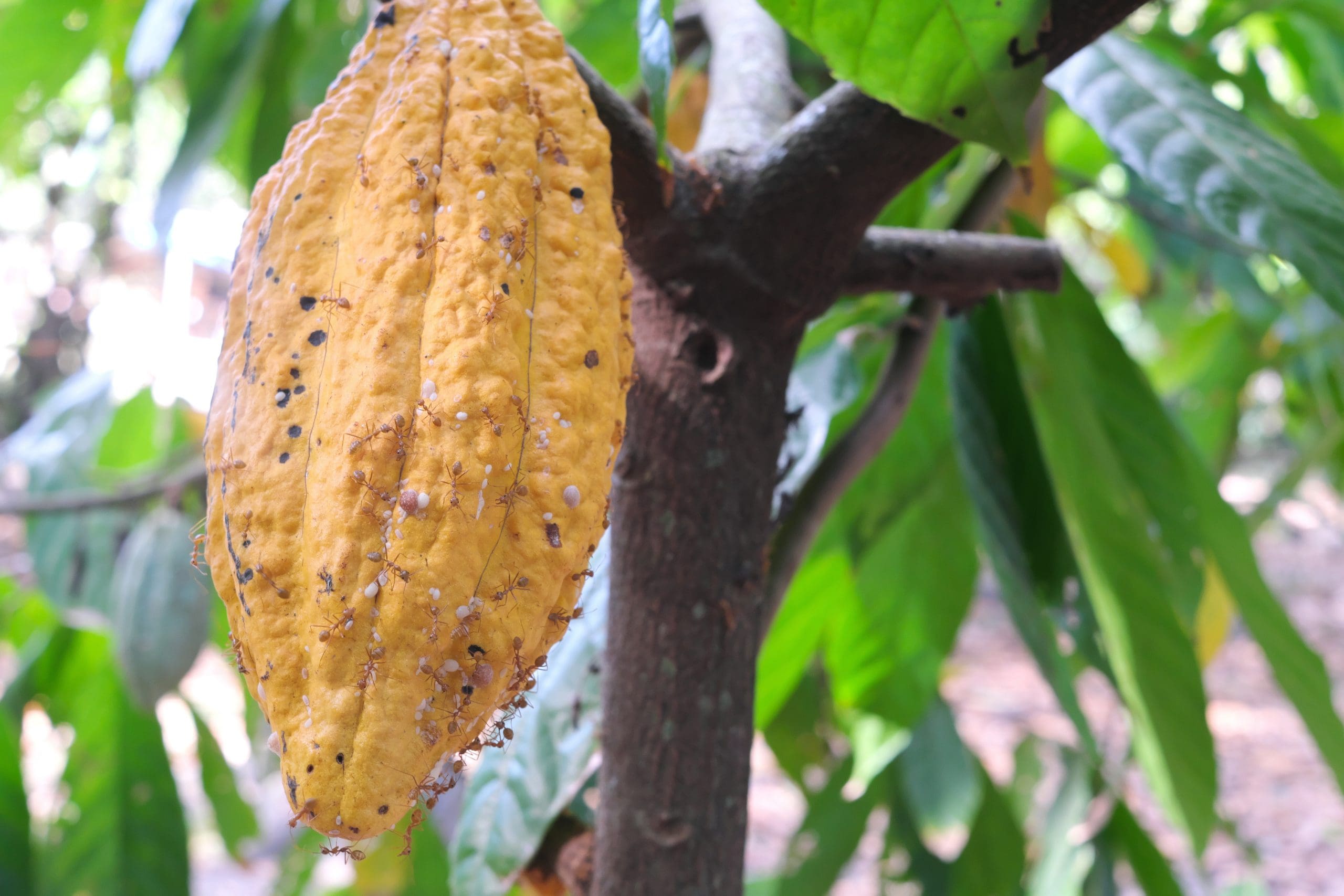 Cocoa Pest Management Solutions