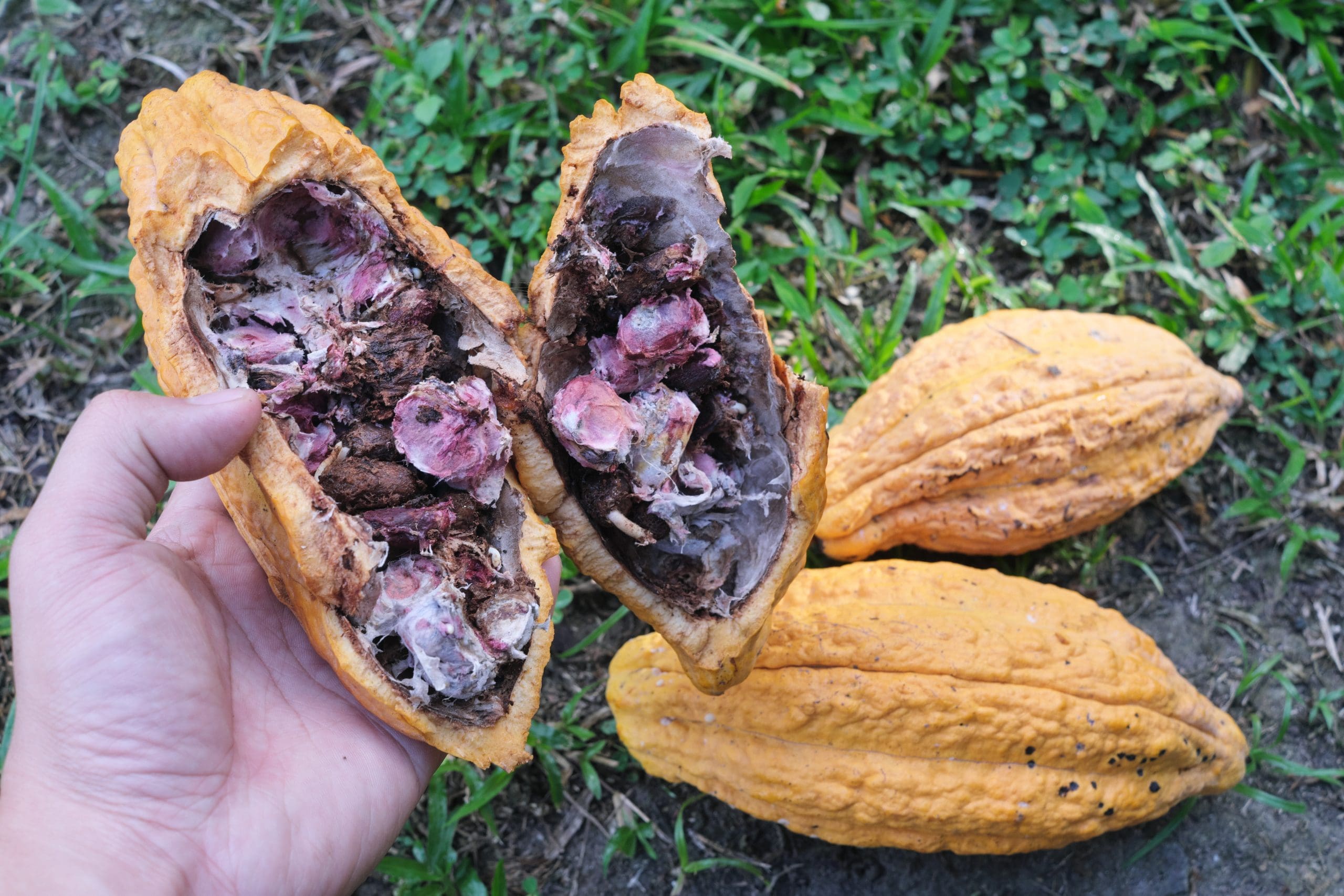 Cocoa farming pest and disease